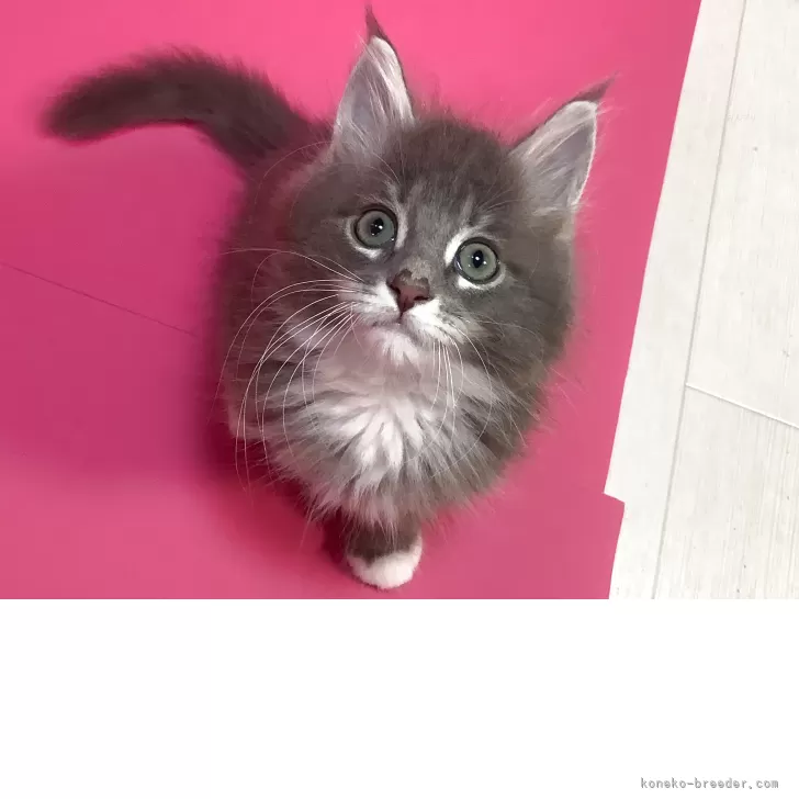 ID：2508-00840の子猫
