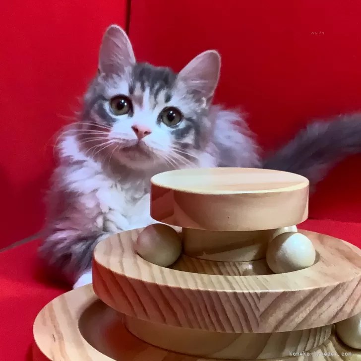 ID:2412-02015の子猫