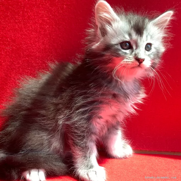 ID:2504-01302の子猫