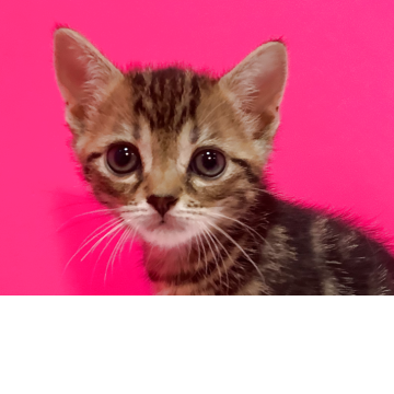 マンチカン(長足)【群馬県・男の子・2025年3月26日・ブラウンタビー&ホワイト（ショート）】の写真「🐱キョトンとした男の子🐱」