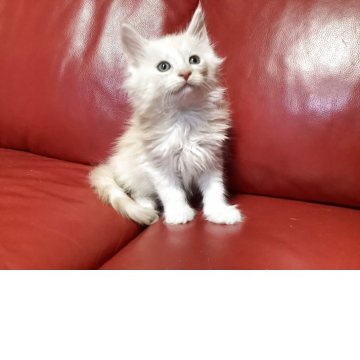 メインクーン【群馬県・男の子・2025年6月8日・クリームタビー&ホワイト（ロング）】の写真「🐱癒やしカラーの優しい子」
