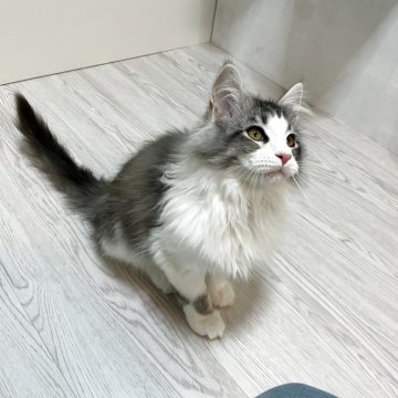 メインクーン【群馬県・女の子・2025年9月25日・シルバータビー&ホワイト（ロング）】の写真「大きな女の子❣️アイラインと濃い美人さん❣️」