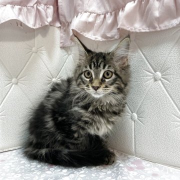 メインクーン【群馬県・女の子・2025年7月27日・ブラウンタビー&ホワイト】の写真「整ったお顔の女の子！」