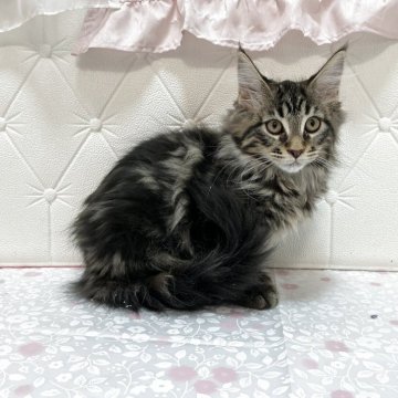 メインクーン【群馬県・男の子・2025年7月27日・ブラウンタビー&ホワイト】の写真「可愛らしいお顔の男の子！」