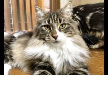 メインクーン【群馬県・女の子・2025年2月27日・ブラウンタビー&ホワイト（ロング）】の写真「🐱元気で甘えん坊な女の子❣️」