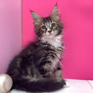 メインクーン【群馬県・男の子・2025年4月8日・ブラウンタビー&ホワイト（ロング）】の写真「🐱大型！将来有望！」