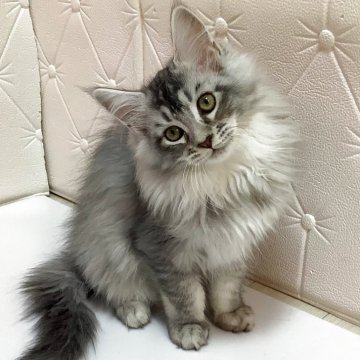 メインクーン【群馬県・女の子・2025年7月27日・シルバータビー（華やかロング）】の写真「✨✨とても美人な女の子❣️甘えんぼう💗」