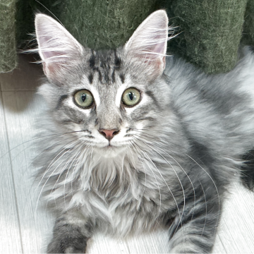 メインクーン【群馬県・男の子・2025年6月15日・シルバータビー&ホワイト(ロング)】の写真「なつっこくて好奇心旺盛!」