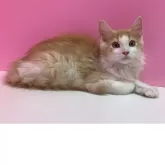 メインクーン