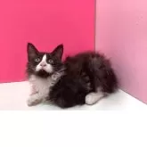 メインクーン