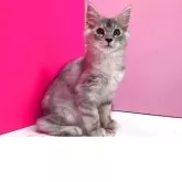 メインクーン