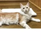 メインクーン