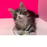 メインクーン