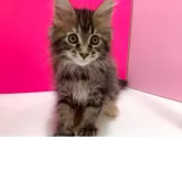 メインクーン