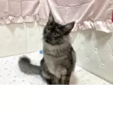 メインクーン【群馬県・男の子・2025年5月1日・シルバータビー&ホワイト】の写真2