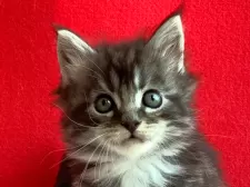 メインクーン【群馬県・男の子・2025年1月20日・シルバータビー&ホワイト】の写真2