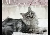 メインクーン【群馬県・女の子・2025年4月22日・シルバータビー&ホワイト】の写真3