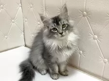 メインクーン【群馬県・女の子・2025年7月27日・シルバータビー】の写真3