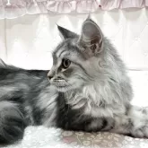 メインクーン【群馬県・女の子・2025年4月22日・シルバータビー&ホワイト】の写真4