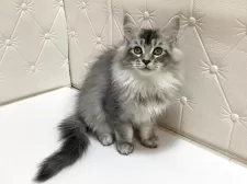 メインクーン【群馬県・女の子・2025年7月27日・シルバータビー】の写真6