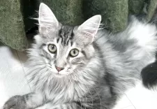 メインクーン【群馬県・男の子・2025年6月15日・シルバータビー&ホワイト】の写真7