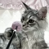 メインクーン【群馬県・女の子・2025年4月22日・シルバータビー&ホワイト】の写真7