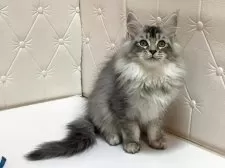 メインクーン【群馬県・女の子・2025年7月27日・シルバータビー】の写真8