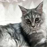 メインクーン【群馬県・女の子・2025年4月22日・シルバータビー&ホワイト】の写真8