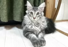 メインクーン【群馬県・男の子・2025年6月15日・シルバータビー&ホワイト】の写真9