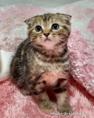 うっちー 様のお迎えした子猫