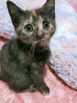 スコティッシュフォールド(立ち耳)【富山県・女の子・2021年7月28日・ト-ティシェル】の写真「クリクリお目々の、優しい子です」