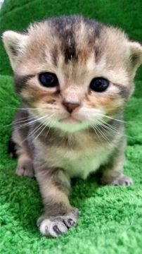 スコティッシュフォールド(立ち耳)【富山県・女の子・2020年12月1日・トーティシェル】の写真「クリクリお目目の可愛い子です」