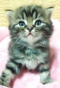 スコティッシュストレート【富山県・男の子・2019年7月1日・ブラウンマッカレルタビー】の写真「目の大きな、大きく元気な子です」