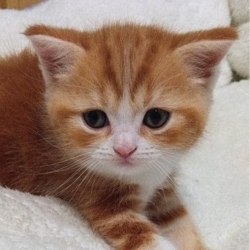 スコティッシュフォールド(立ち耳)【富山県・女の子・2024年6月6日・レツドタビ-&ホワイト】の写真「レッド系の女の子は少ないです」