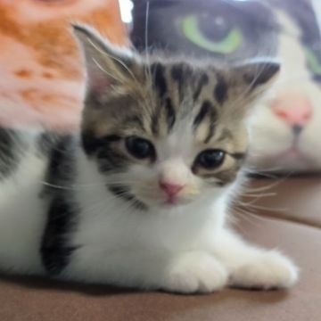 スコティッシュフォールド(立ち耳)【富山県・男の子・2021年6月16日・ブラウンタビー&ホワイト】の写真「ホワイトの多い、優しいお顔の子です」