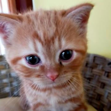 スコティッシュフォールド(立ち耳)【富山県・男の子・2022年10月14日・レッドタビー】の写真「とても甘えん坊に育ちます」