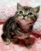 スコティッシュフォールド(立ち耳)【富山県・男の子・2020年10月19日・ブラウンタビー】の写真1「R２．１2月8日撮影」