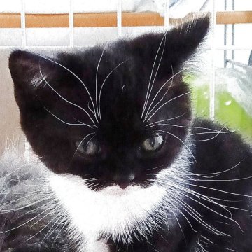 スコティッシュストレート【富山県・女の子・2025年8月24日・ブラック&ホワイト】の写真「まん丸お目々のマスク猫です」