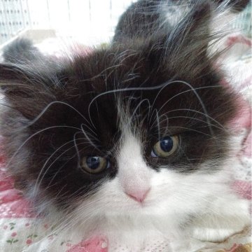 スコティッシュストレート【富山県・男の子・2025年8月24日・ブラック&ホワイト】の写真「少し被毛が長くなります」