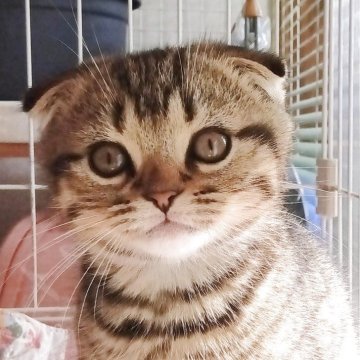 スコティッシュフォールド(折れ耳)【富山県・男の子・2025年8月24日・ブラウンタビ-】の写真「綺麗なスポットタビ−の元気で優しい男の子です。」