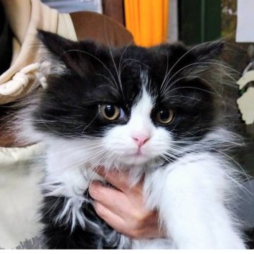 スコティッシュストレート【富山県・男の子・2025年8月24日・ブラック&ホワイト】の写真「少し被毛が長くなります」