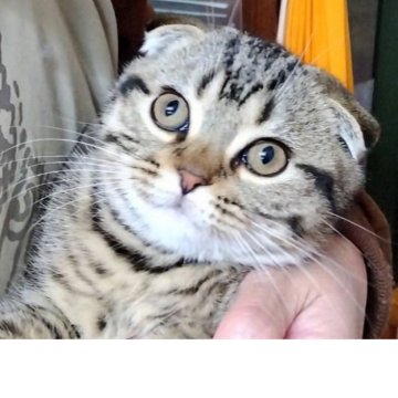 スコティッシュフォールド(折れ耳)【富山県・男の子・2025年8月24日・シルバータビ-】の写真「綺麗なスポットタビ−の元気で優しい男の子です。」