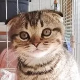 スコティッシュフォールド(折れ耳)