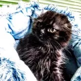 スコティッシュフォールド(折れ耳)