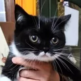 スコティッシュストレート