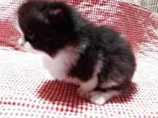 スコティッシュストレート【富山県・男の子・2025年8月24日・ブラック&ホワイト】の写真3