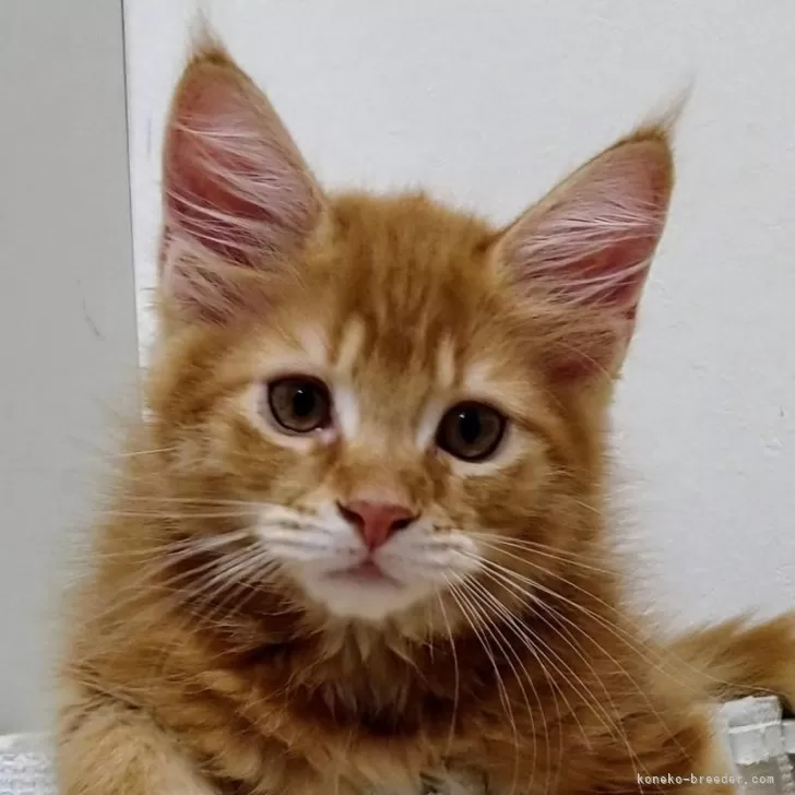 ID：2408-01927の子猫