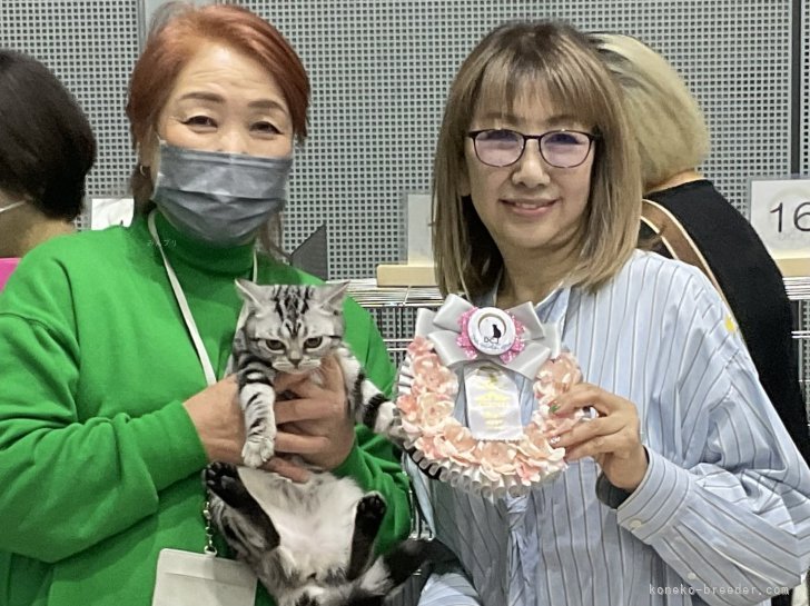 おリボンget🎉🎉｜白井　摩美(しらい　まみ)ブリーダー(愛知県・アメリカンショートヘアなど・CFA/TICA/国内猫協会発行登録)の紹介写真6