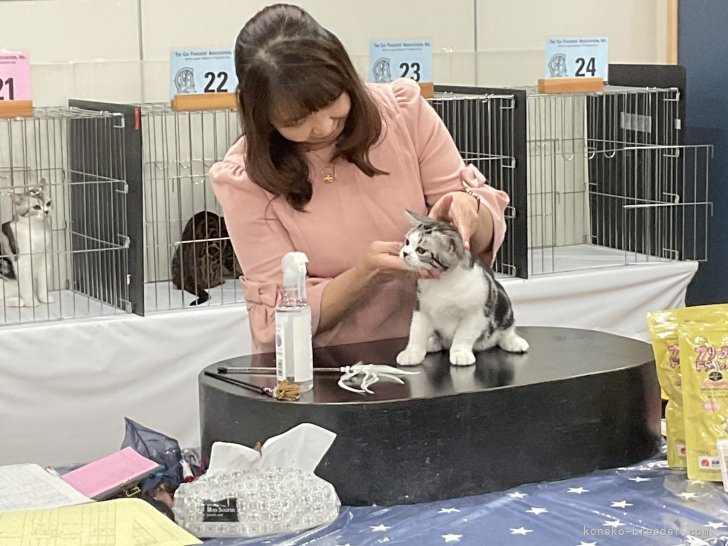 当キャッテリー自慢の＆ホワイト（バイカラー）たち👑｜白井　摩美(しらい　まみ)ブリーダー(愛知県・アメリカンショートヘアなど・CFA/TICA/国内猫協会発行登録)の紹介写真6