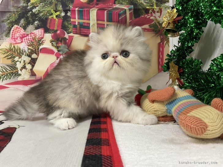 時々エキゾチックも生まれます🐱｜白井　摩美(しらい　まみ)ブリーダー(愛知県・アメリカンショートヘアなど・CFA/TICA/国内猫協会発行登録)の紹介写真7